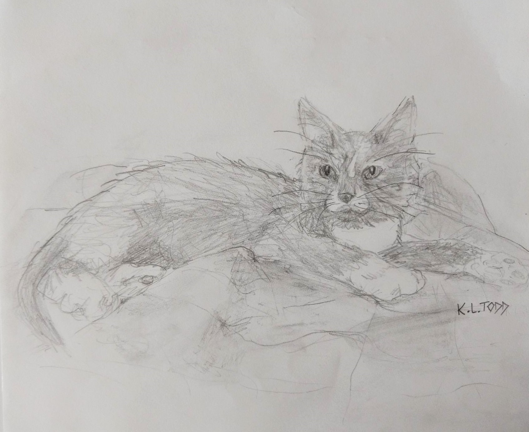 Hershey the Cat