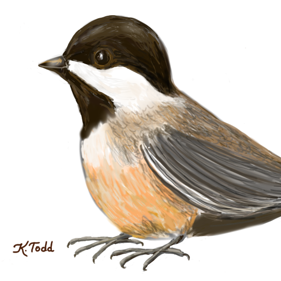 Chickadee Illustration