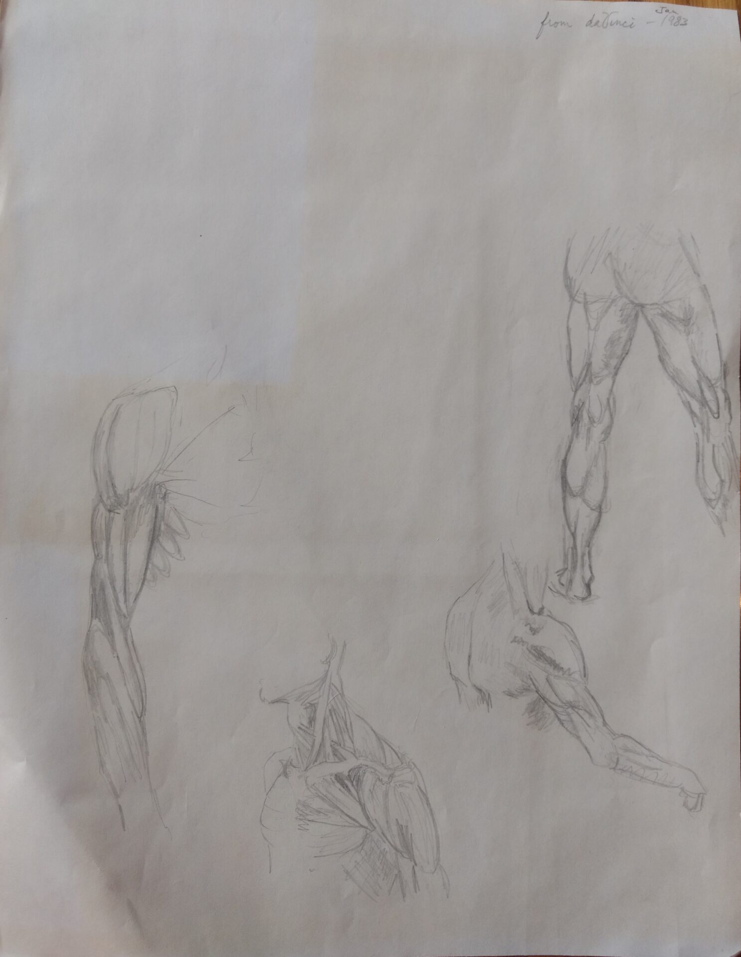 Anatomy Sketches